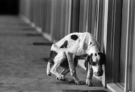 How to Stop Animal Abuse